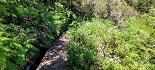 Plants: image 37 Of 208 Thumb